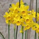 Jonquil